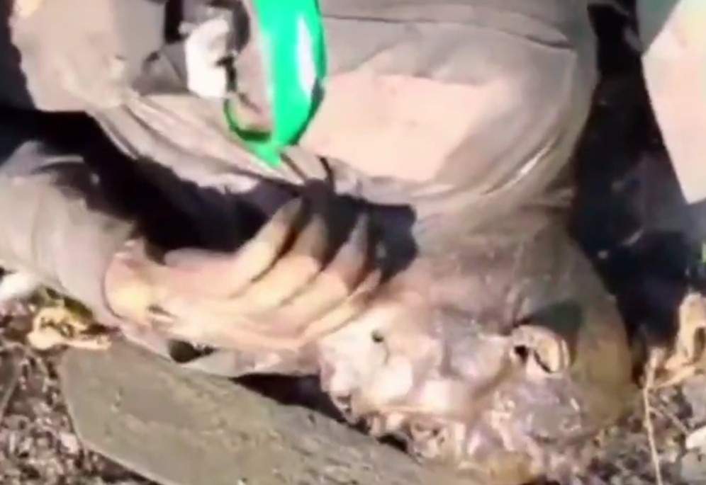 Smelly Ukrainian abandoned in Kursk.