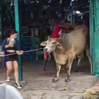Bull Kills Woman Distracted By Cellphone In Venezuela