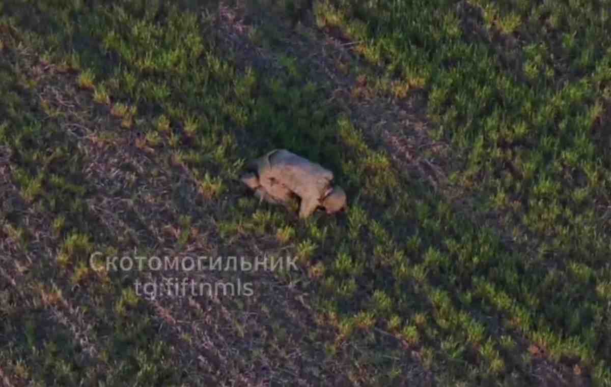 Exterminating Ukrainian Heroes - 10