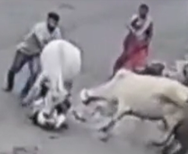 Two Cows Brutally Attack and Kill Old Man In The Street