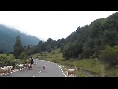 Ram turns on its herder