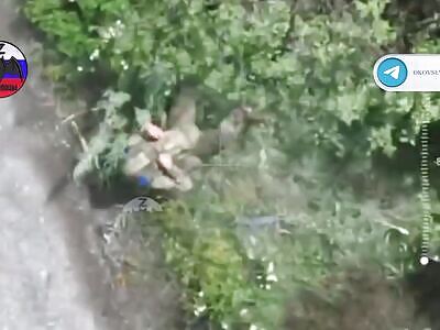 Two boars were not allowed to hide in the bushes