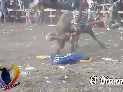 new bull fucking victims 