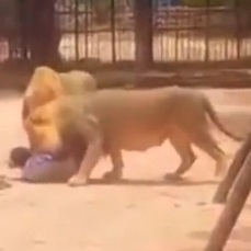 Man Mauled by Lions In Somalia Zoo In Apparent Suicide Attempt