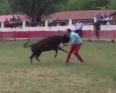 Young bull knocks insolent passer