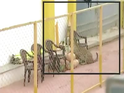 WILDLIFE ANIMAL ATTACKS IN 2016 SO FAR | WARNING