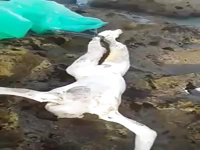 naked dead body was found in the sea beach 