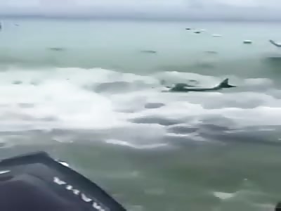 Fisherman throws tuna to sharks, saw what happened