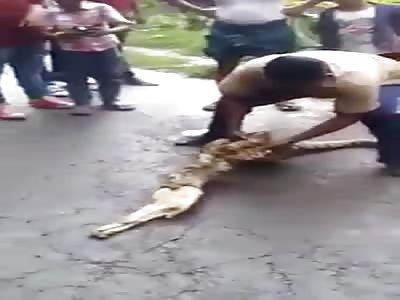 snake ate two puppies