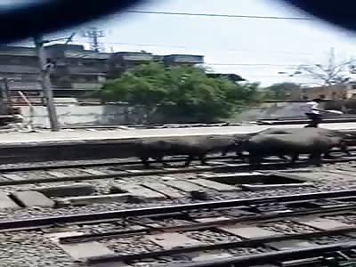 Buffalo Train Accident at Virar Station