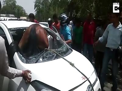 Horse Crashes Into Moving Car