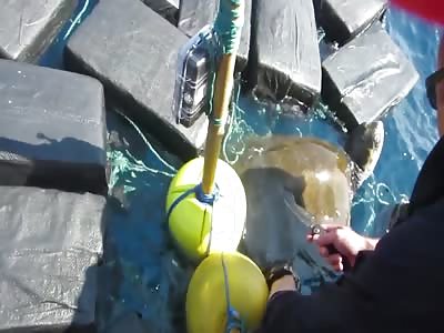 U.S. Coast Guard Cutter Seizes Nearly 7 Tons of Cocaine and Rescues Ocean Wildlife