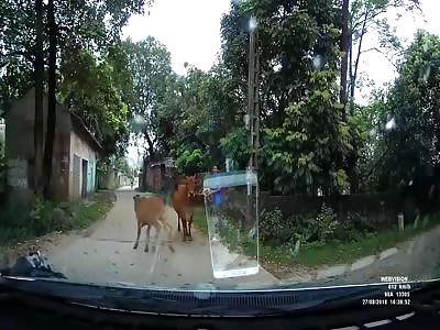 Cow Moos Down Riders