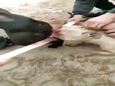 imagine the pain of this dog