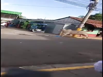 Just taking the bull for a walk. 