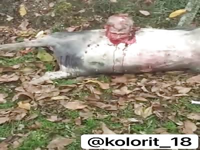 Putting Decapitated Head of Armenian Soldier on Body of Dead Pig