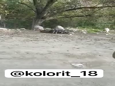 Pigs eating corps of dead Armenian soldiers