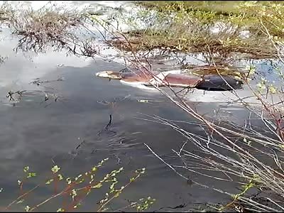 Woman dead body floating in the river 