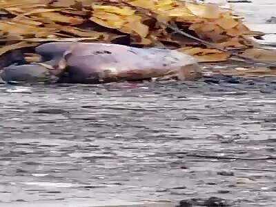 Only Skeleton Bones remain from Dead Russian Soldiers 
