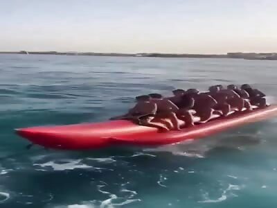 Banana Boat Fun at the Resort