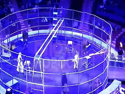 lion attacked the trainer during the show in Sochi