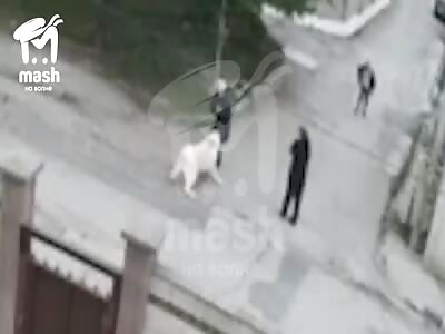 Huge stray dog attack woman and her husband 