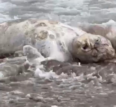 Rotten dead body on the beach taking a sun bath 