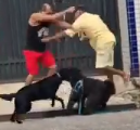 Two Dogs And Their Owners Fight Each Other