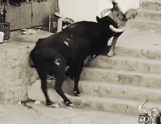 Brutal, victim fucked by bull in Peru 