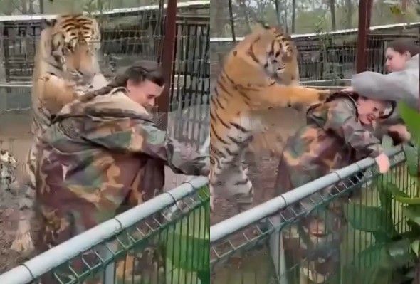 Tiger Attacks Zoo Veterinarian In Mexico