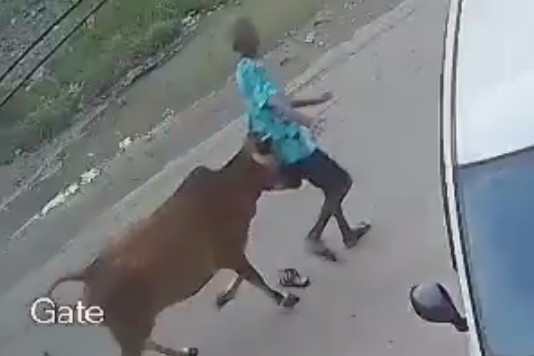 Old Man Attacked By Angry Cow In India