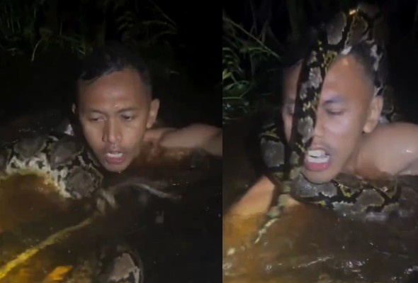 Man Attacked, Strangled By Huge Snake