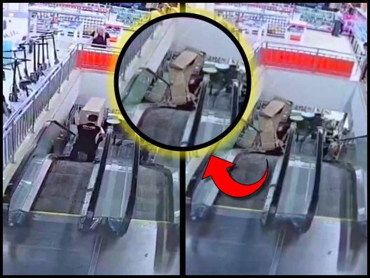 Monkey Brain Fatally Crushed on Escalator