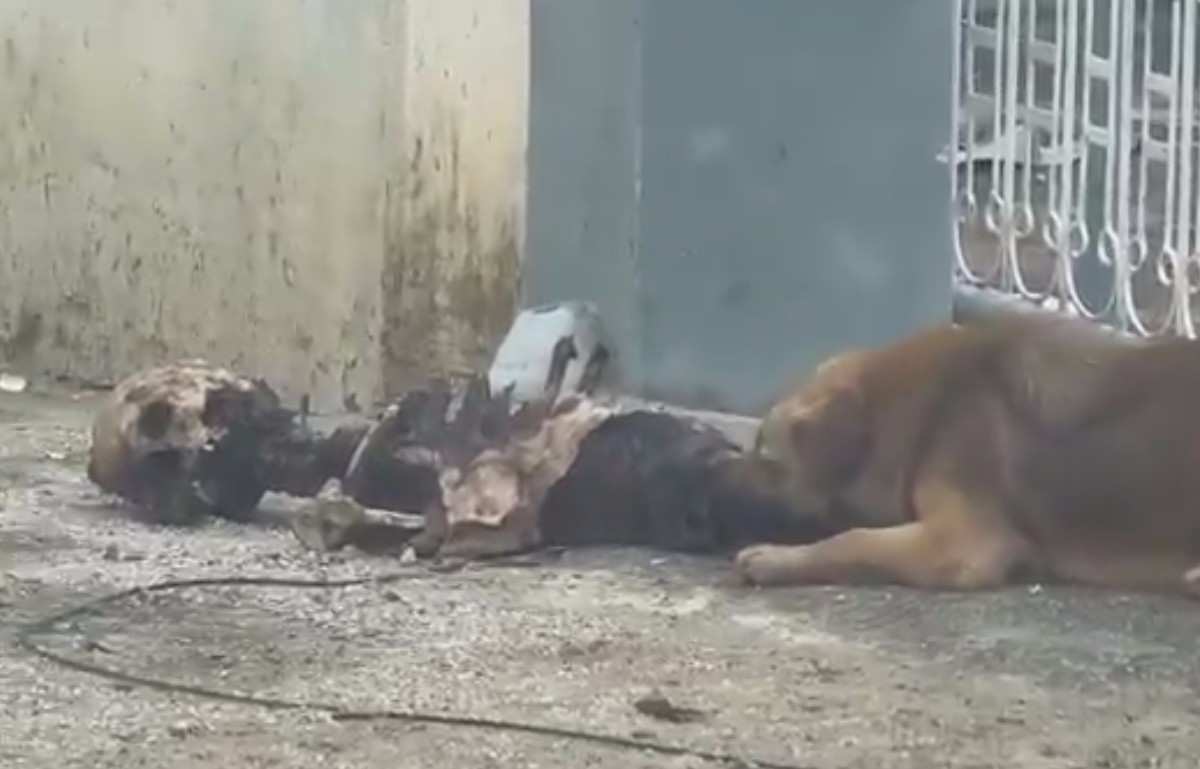 There Are No Starving Dogs In Myanmar