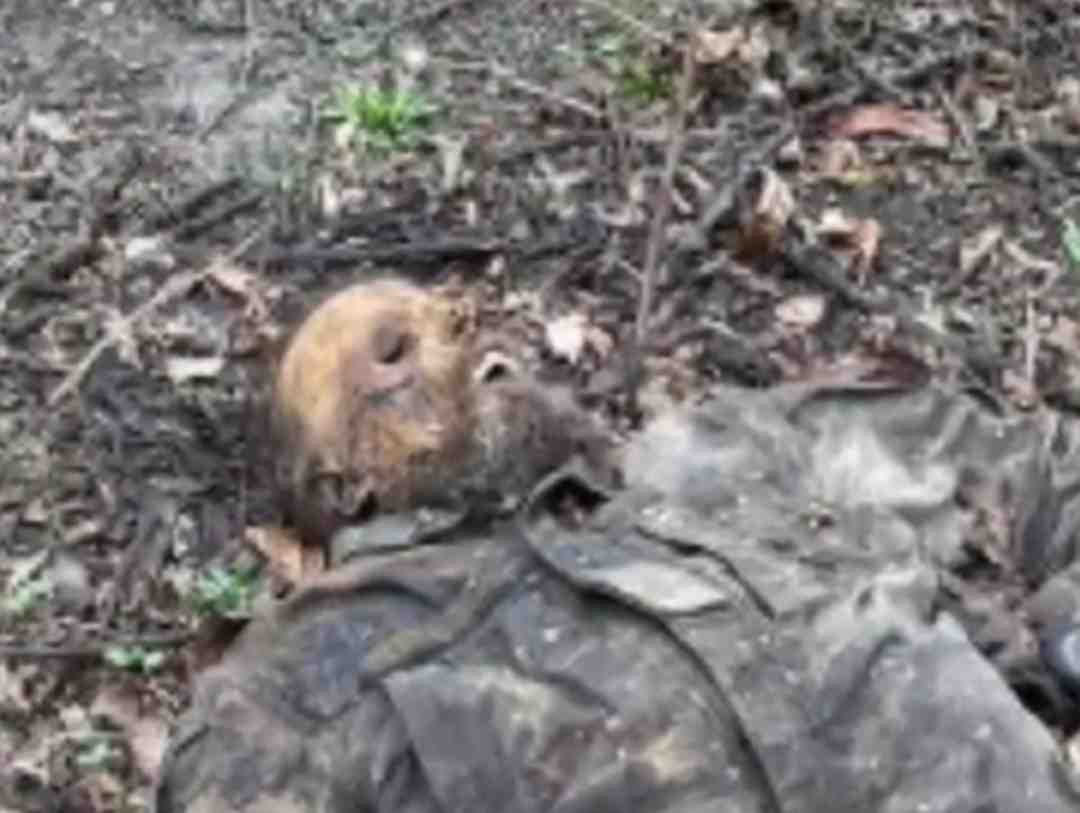 Rotten Ukrat trench - 10 rats