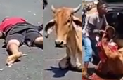 WTF: Biker Dying as Crowd Butchers and Steals Cow He Hit