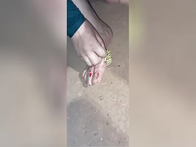  NEVER KICK A PORCUPINE