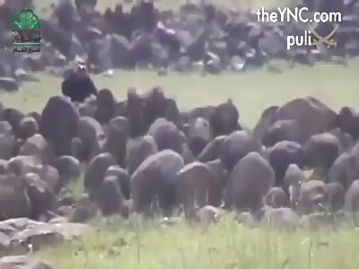 Sniper killed an Assad fighter