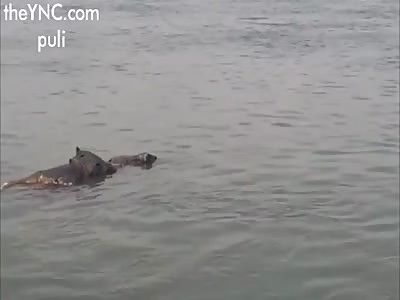 Shocking air attack on mosul