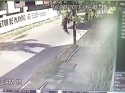 The car crashes into a tree and overturns