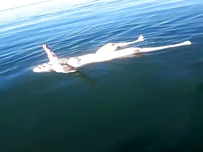 Body found in Costa Verde is the Militia Bomba of Santa Cruz -RJ. 