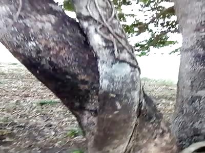 Lifeless body hanging from a tree