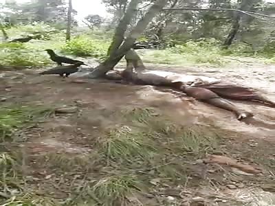 Left For the Vultures...