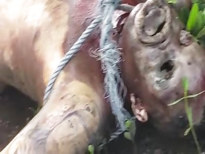 Wrinkly Rotten Tattooed Brazilian Washes Up on River