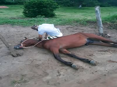 Man dies electrocuted along with his horse and dog.