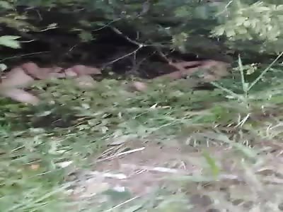 triple homicide in NordelÃ¢ndia,Brazil