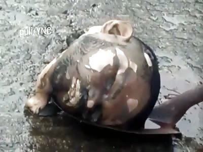 Found the Head, No Body