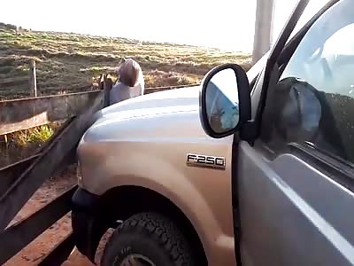 Car Makes Farmer Sandwich 