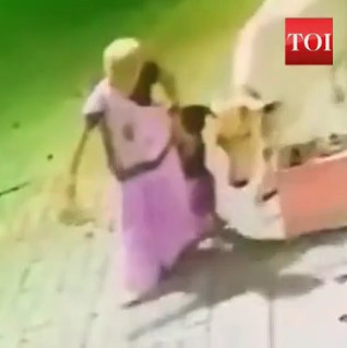 Mad Cow Attacks Grandma