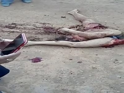 Brazilian Women Turned into Contortionist